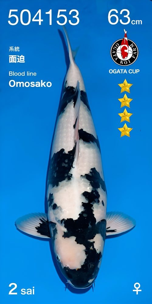 OGT012 Shiro Utsuri