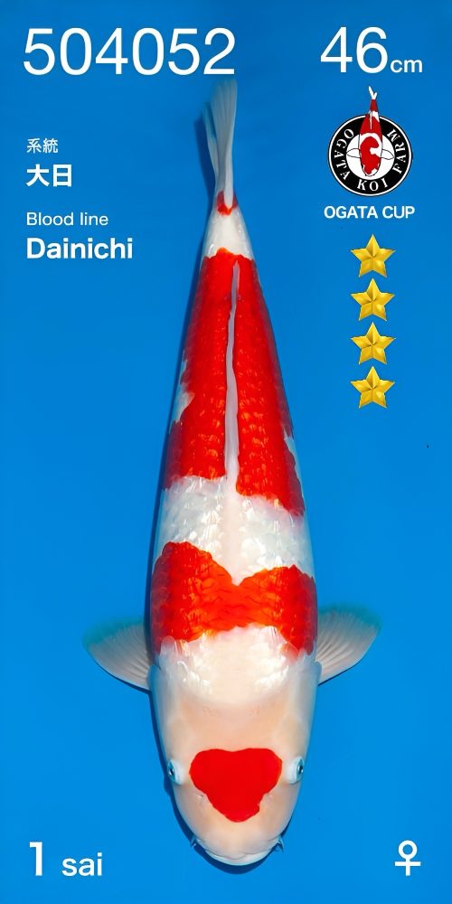 OGT06 Ginrin Kohaku