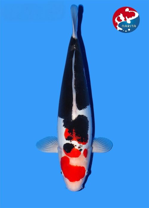 NAR044 Beni Kumonryu