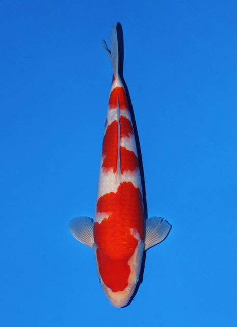 SFF025 Kohaku
