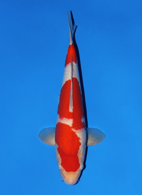 SFF037 Kohaku