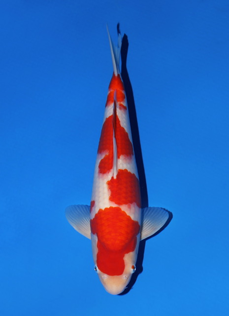 SFF032 Kohaku