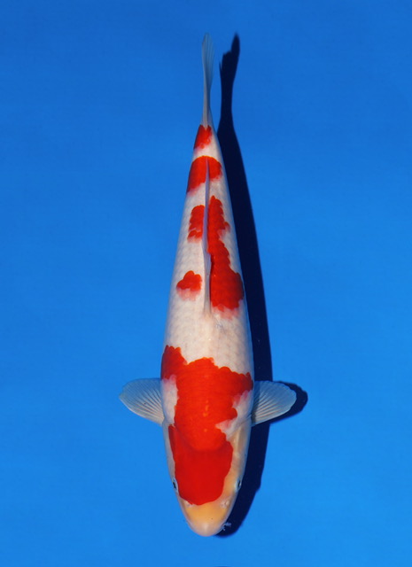 SFF029 Kohaku