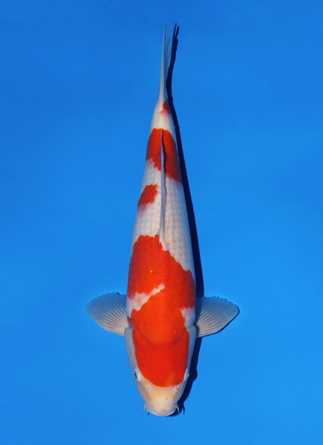 SFF038 Kohaku