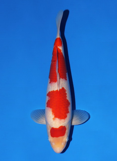 SFF031 Kohaku