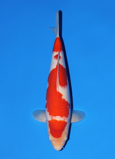 SFF033 Kohaku