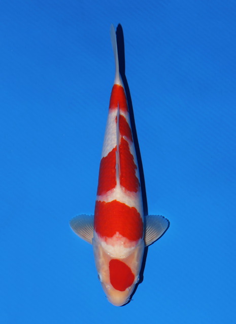 SFF039 Kohaku