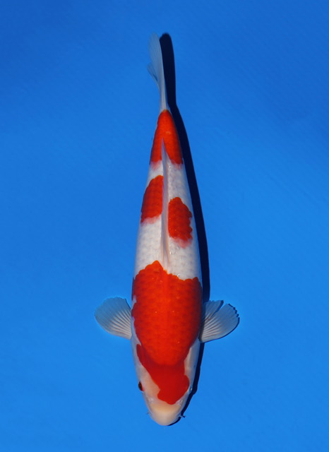 SFF034 Kohaku